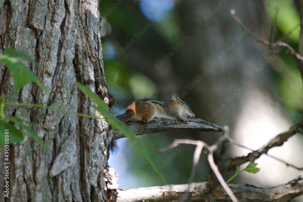 Poster scenic view of a cute chipmunk on the branch of a tree on a blurred background