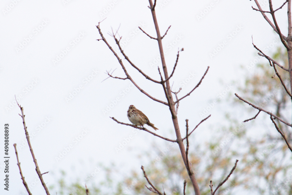 Poster small sparrow perched on the leafless twig in the forest on a gloomy day