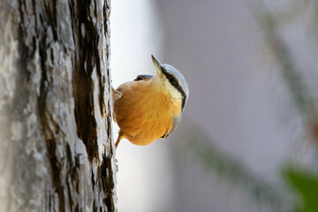 a nuthatch on a tree trunk looks upwards