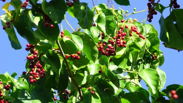 Antidema thwaitesianum (Also called Buah Buni) on the tree. Antidema have 101 accepted species in the genus