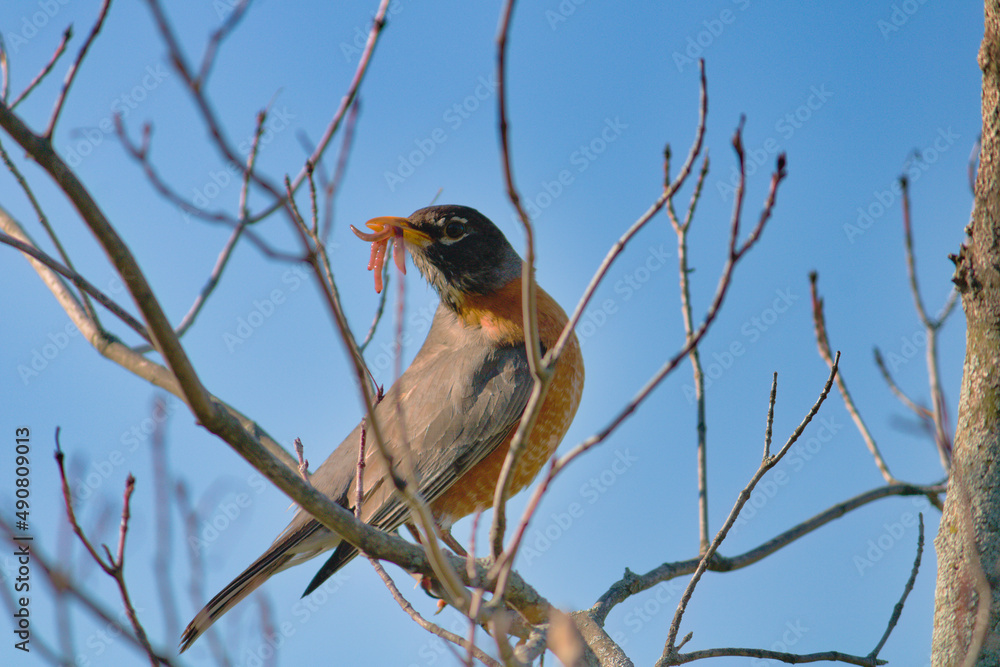 Poster closeup shot of the turdus migratorius with worms in the beak perched on the leafless twig