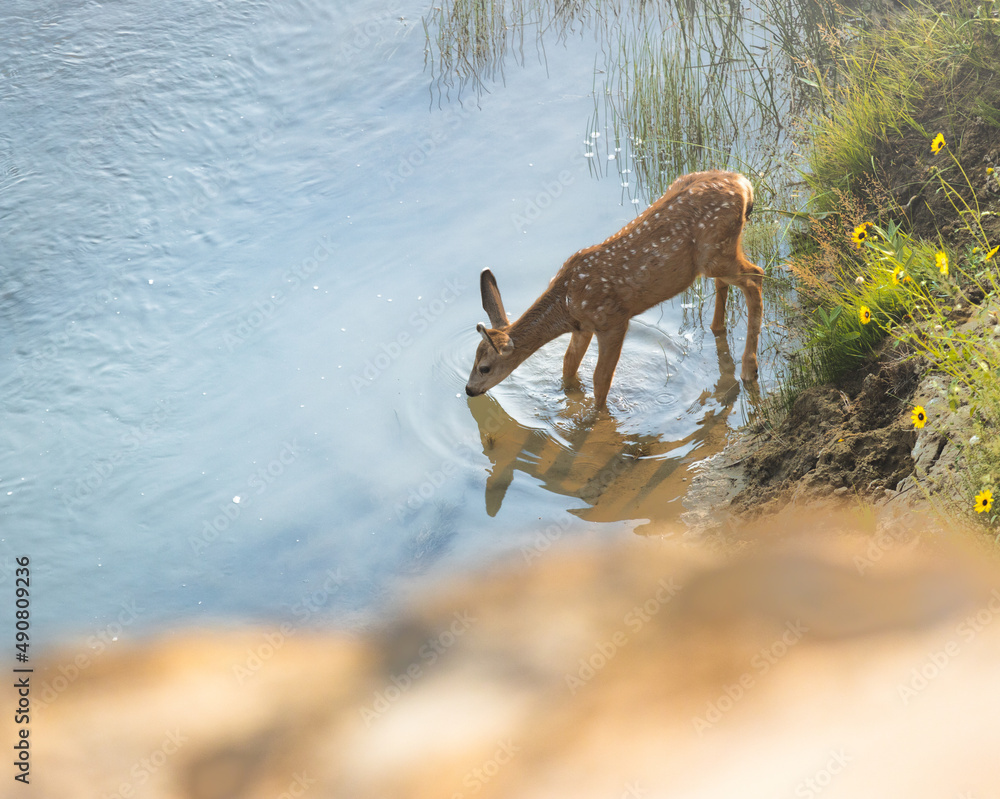 Canvas Prints spotted deer drinking water from a river