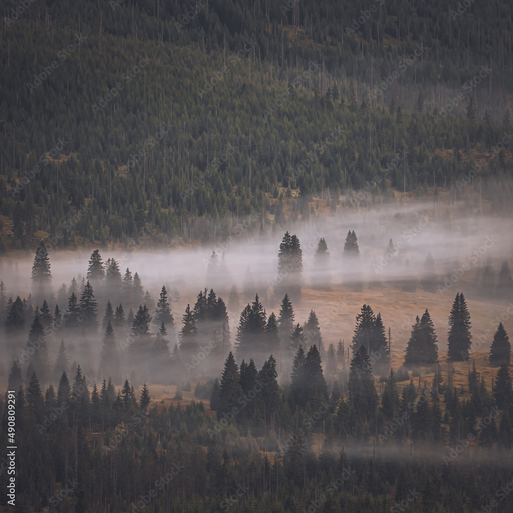 Poster mesmerizing view of the fog over the forest with green fir trees in autumn