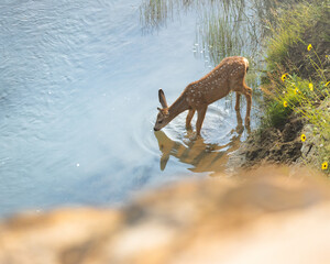 Spotted deer drinking water from a river