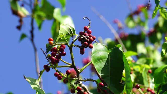 Antidema thwaitesianum (Also called Buah Buni) on the tree. Antidema have 101 accepted species in the genus