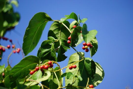 Antidema thwaitesianum (Also called Buah Buni) on the tree. Antidema have 101 accepted species in the genus