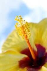 yellow hibiscus 