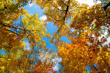 Fototapeta na wymiar autumn leaves in the sky