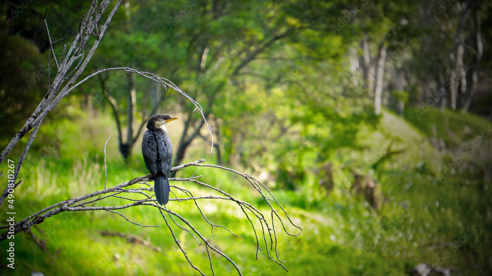 Poster grey bird standing on a tree branch isolated on a blurred background
