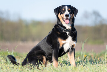 Beautiful shot of an Appenzell mountain dog on a blurred background