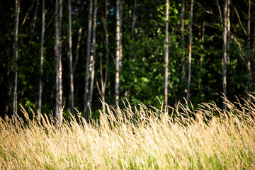Closeup shot of the golden wheat being blown away by the wind