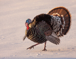 Tom Turkey in Snow