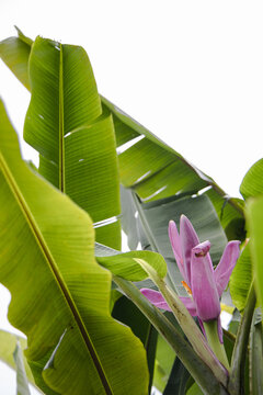 Pink flower with green leaves of flowering banana tropical plant, Musa ornata
