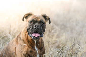 Portrait d'un chien de race boxer dans un champ