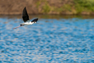 Black-necked stilt in flight