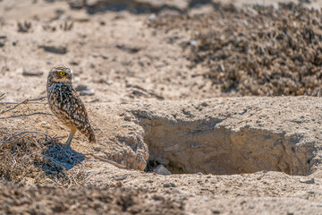 The desert owl and its nest