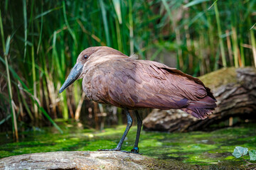 Brown and grey duck waiting on a stone