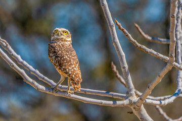 Desert owl in the sun