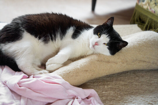 sleepy black and white domestic cat is lying on the ground on a carpet