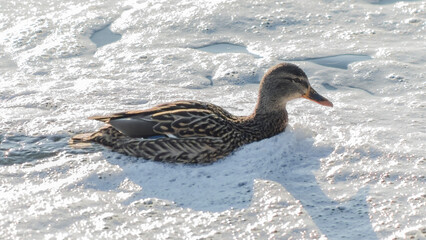 Brown ducks swim in water with white foam. Concept of water pollution in rivers and lakes.
