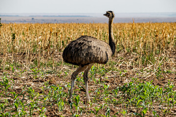 A avae gigante