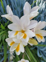white and yellow flower