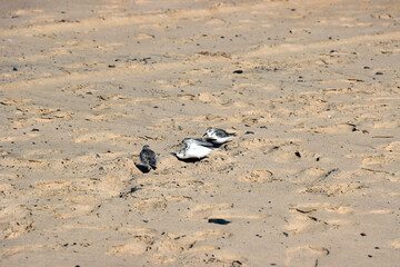 Fototapeta premium Sanderling (Calidris alba)