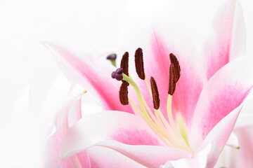 Composition with beautiful blooming lily flowers on white background , pink colors , macro 
