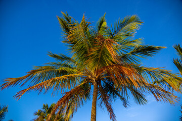 Obraz premium Amazing Palm trees in Florida