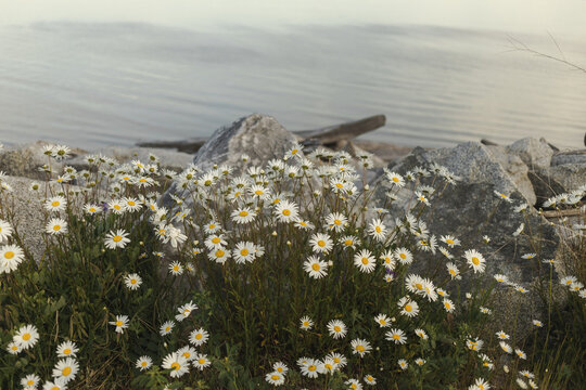 Blooming Daisies On Iona Beach In Richmond, British Columbia