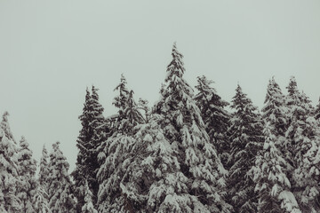 Closeup of frosted pine trees against a grey sky