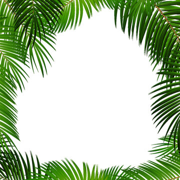 Palm Leaf on White Background with Place for Your Text Illustration