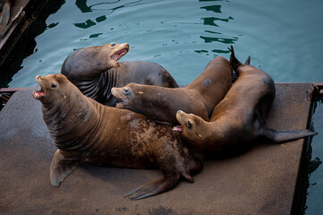 Fototapeta premium Sea Lion Singing