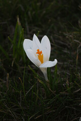 White Crocus in the Shade