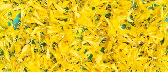 Foto op Plexiglas Geel Gele Goudsbloem bloemen op blauwe achtergrond.