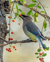 Cedar Waxwing eating red berry