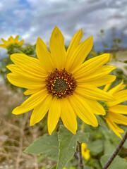 Yellow Wild Sunflower