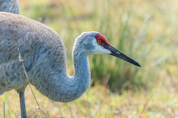 Portrait of a Sandhill Crane