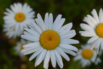 Obraz premium daisy in a garden