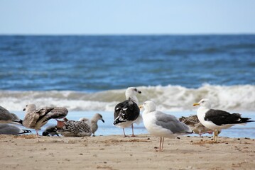 Flock of gulls on the beach
