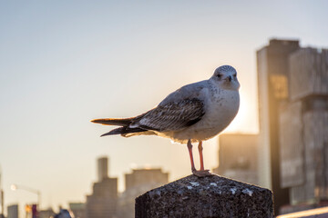 Seagull in the foreground and New York City in the background.