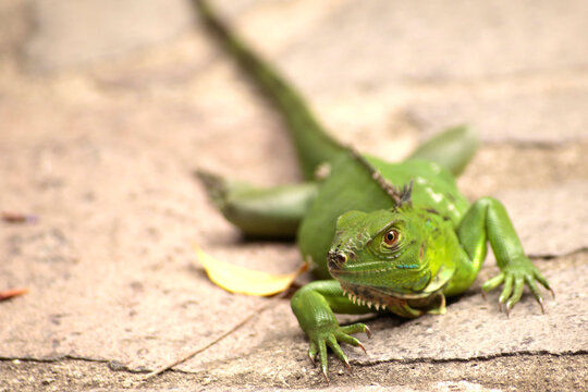 Iguana 2