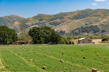 Fototapeta na wymiar Agricultural field with packs of hay and barn, Lompoc, California