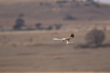 Black-winged Kite in flight, Kruger National Park