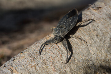Giant Water Bug (Andros, The Bahamas).