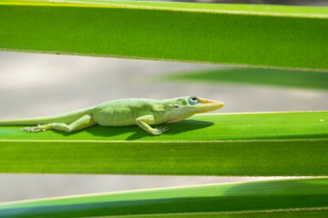 Bahamian Green Anole on a Palm Frond (Andros, The Bahamas).