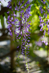 平等院の藤棚の藤の花