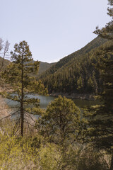 Obraz premium Forest Lake