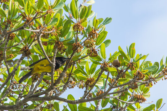 The Bahama Oriole in a Sapodilla Tree on Andros, Bahamas.