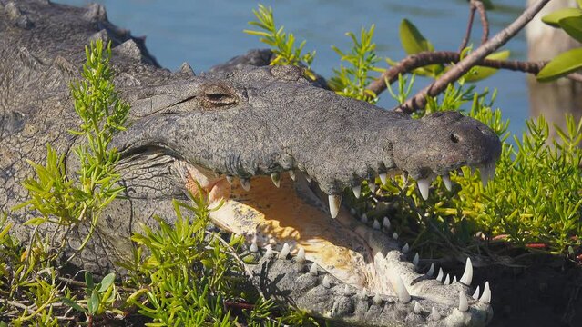 Crocodile Sunbathing with Open Mouth on Cozumel Island, Mexico. Close Up View